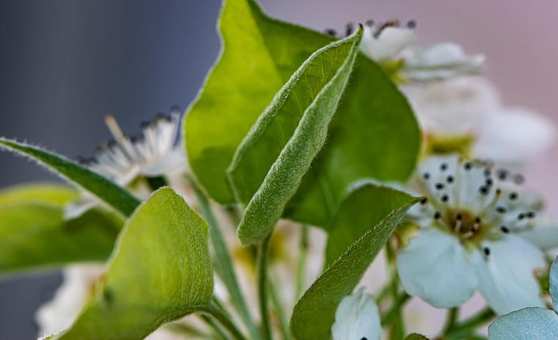 Balanced Flora