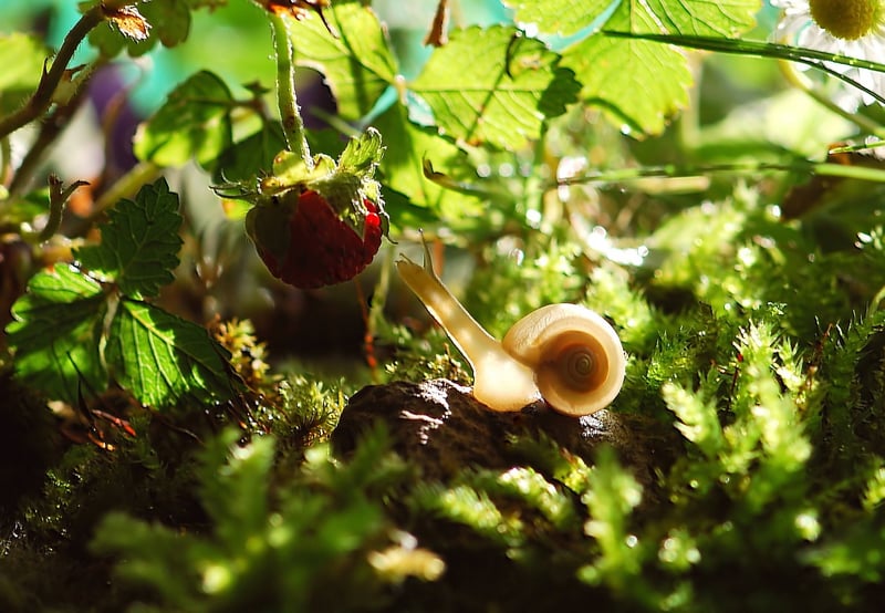 Moss Gardens