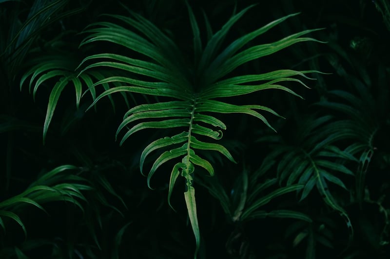 Dragon's Breath Fern