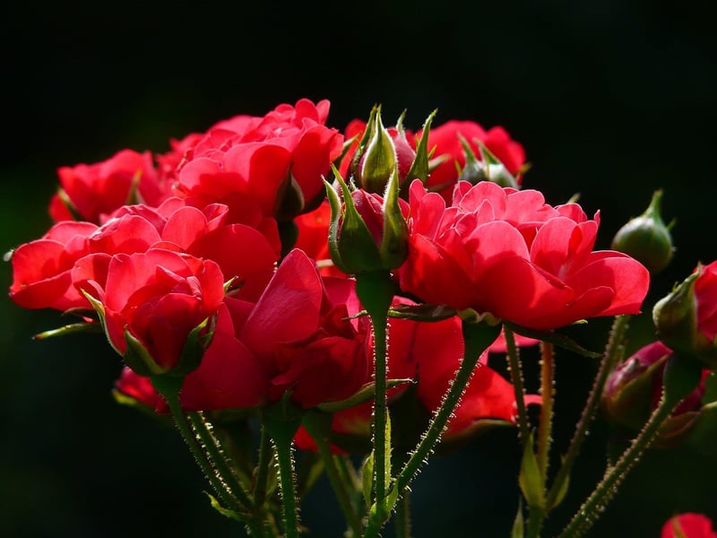 Phoenix Flower