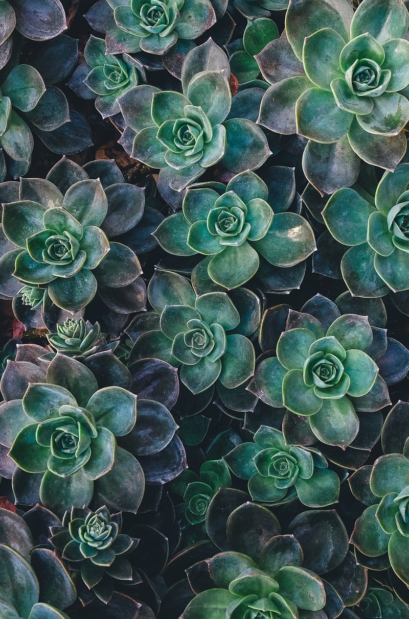 Sustainable Garden