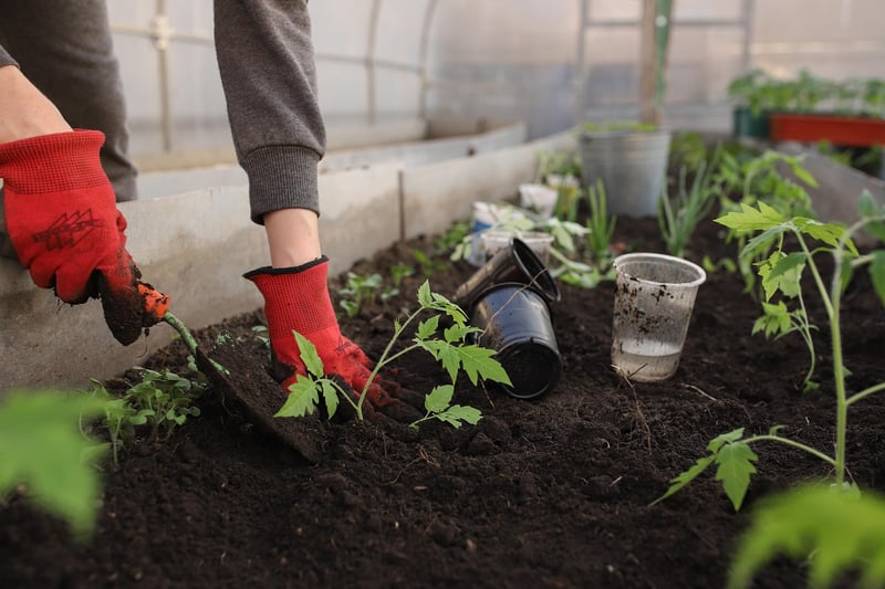 Edible Garden