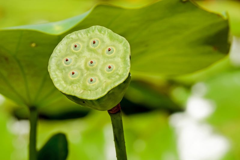 Lotus