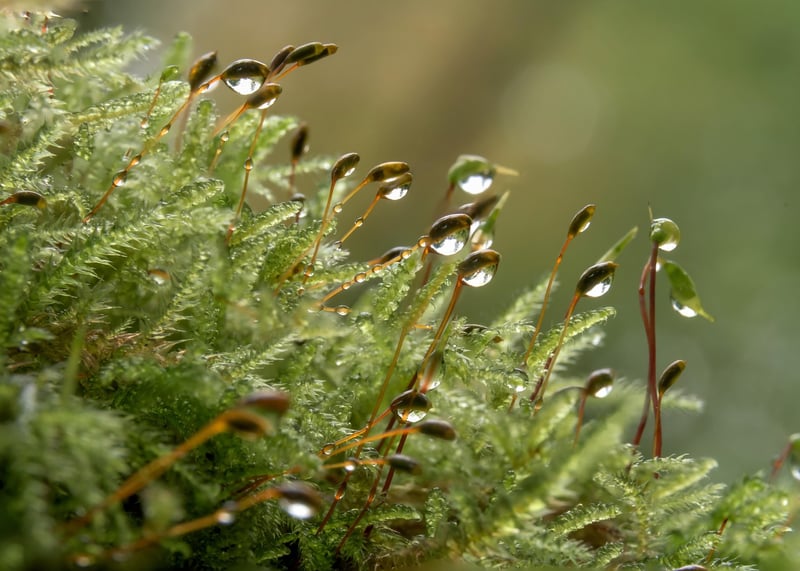 Moss Macro