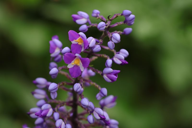 Enchanted Orchid